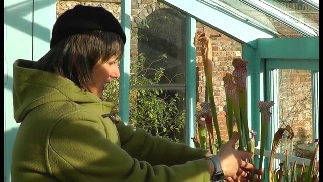 How does a pitcher plant trap insects? смотреть онлайн