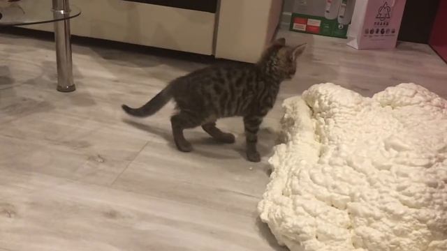 Почему котики любят Экотермикс смотреть онлайн