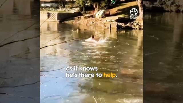 Brave man jumps into freezing lake to save cat смотреть онлайн