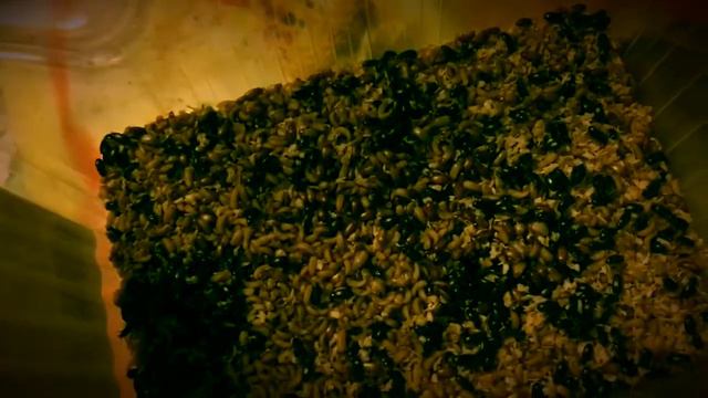 Жук знахарь. Моя супер ферма🐜🐞🕷🐛💖 Могу отдать бесплатно кому нужны:) смотреть онлайн