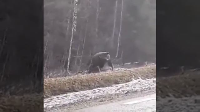 Медведь загнал лося смотреть онлайн