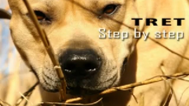  Паркур СОБАК ИЗ УКРАИНЫ - Третьяков TreT - PARKOUR DOG FROM UKRAINE смотреть онлайн