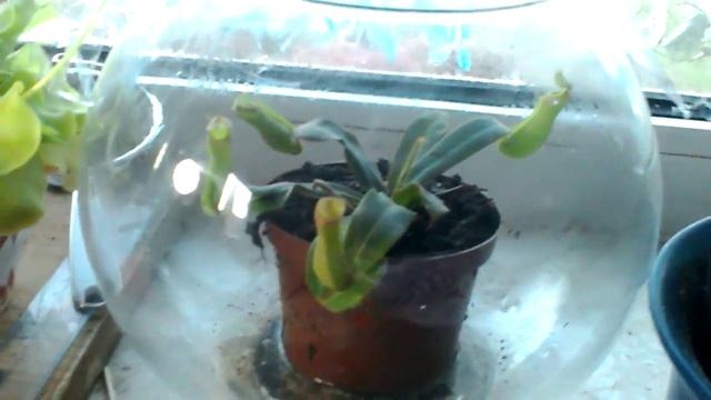 Nepenthes albomarginata смотреть онлайн