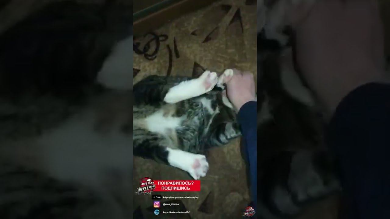 КотоКомбат - Фаааайт #Shorts смотреть онлайн