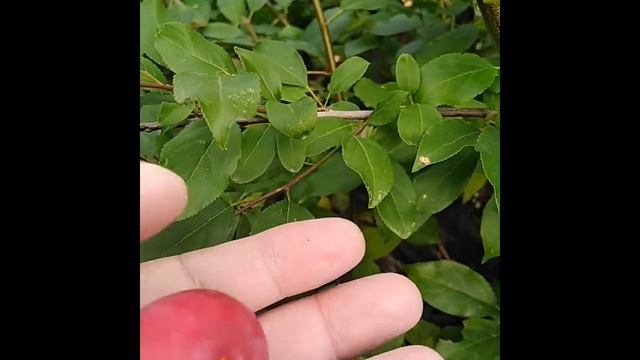 Алыча Кубанская комета смотреть онлайн