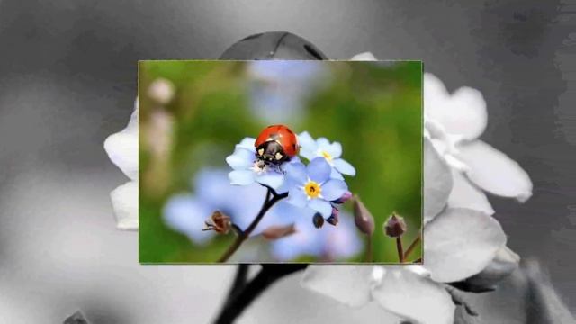 Божья Коровка смотреть онлайн