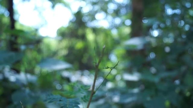 Sony alpha a58 video test смотреть онлайн