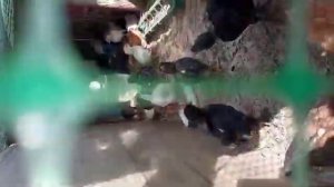 Расклëв лап у цыплят# цыплята клюют друк другу ноги 👣