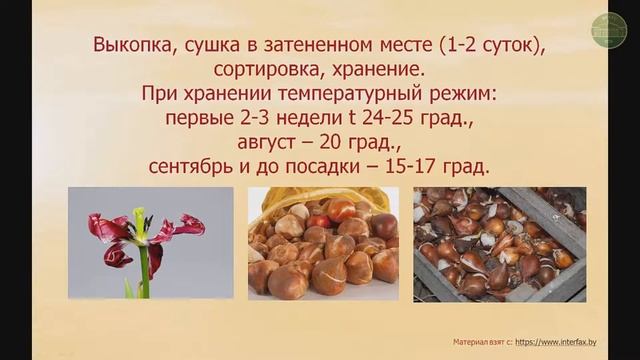 Хазова Е.П. Луковичные и клубнелуковичные Часть 2 смотреть онлайн