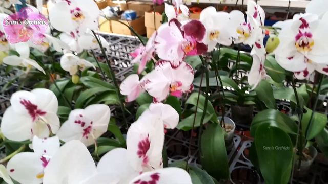 Phalaenopsis orchids in a garden center смотреть онлайн