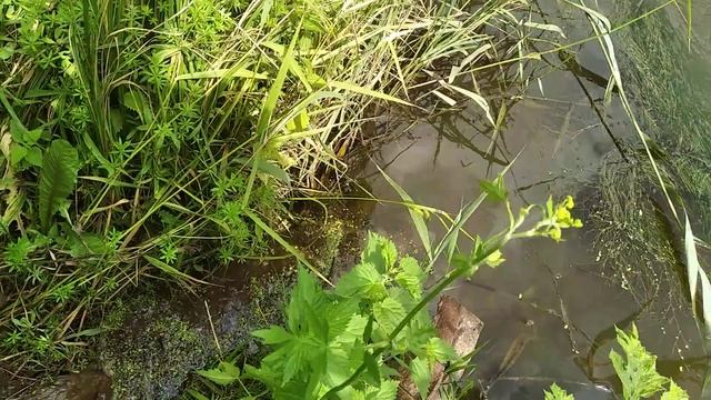 Чистим пруд Карпятник "детский сад" от ряски . смотреть онлайн