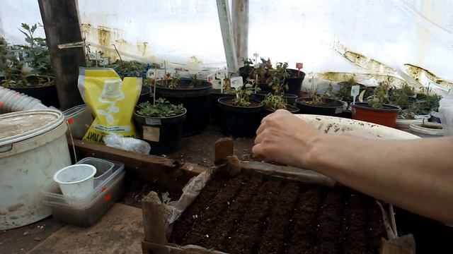 Пора сеять бархатцы смотреть онлайн