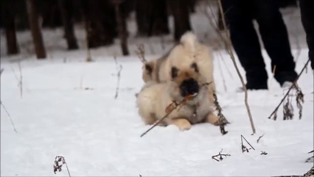 Евиденс (щенок кеесхонд/вольфшпиц) смотреть онлайн