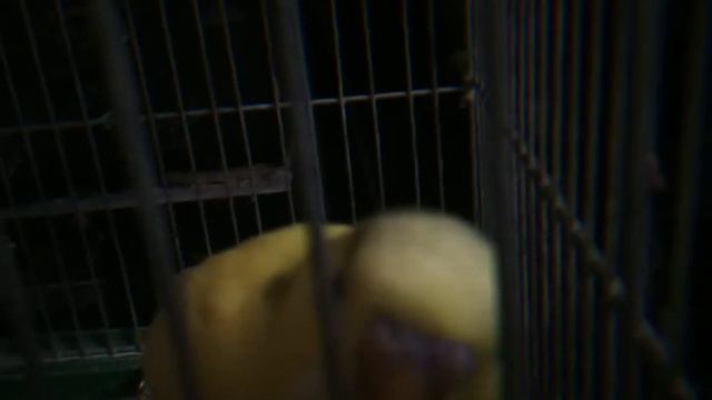 Кеша заболел #3 смотреть онлайн