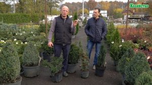 Тис - идеальный кустарник для формировки и изгороди. Можно стричь как хочешь