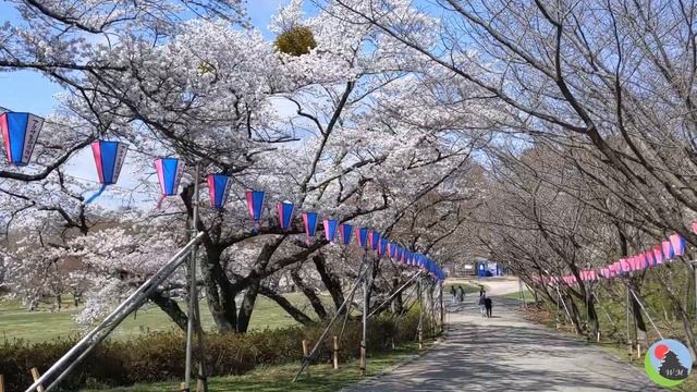 Matsumoto Sakura Cherry Blossoms смотреть онлайн