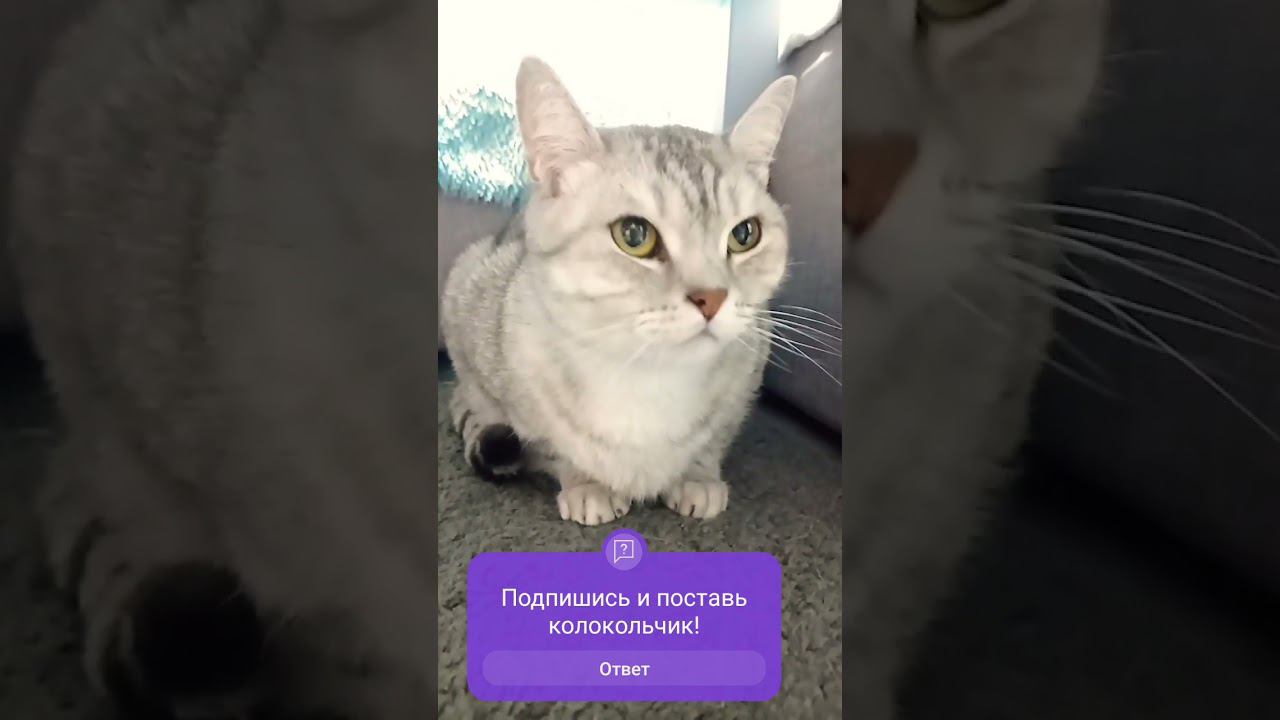 Милый котик #Shorts смотреть онлайн