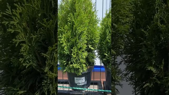 Туя западна Микки смотреть онлайн
