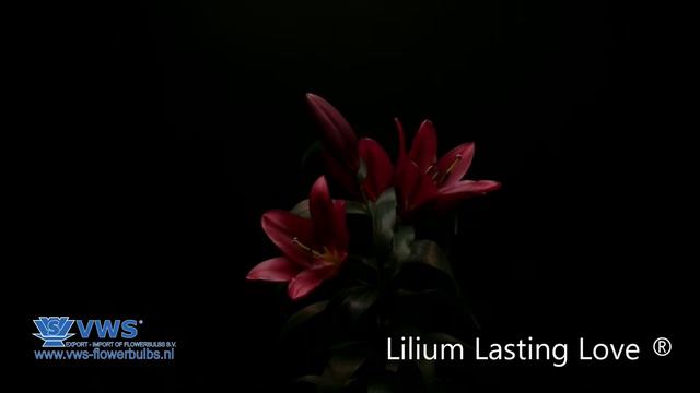 Lilium Lasting Love® смотреть онлайн