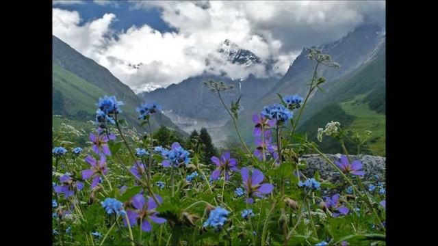 Melogy - Himalayan wildflowers смотреть онлайн