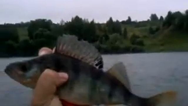 VID 00838-20140711-0921.3GP смотреть онлайн