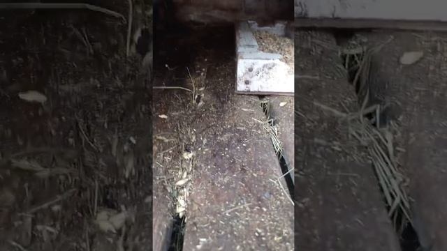 крольчата породы ризен смотреть онлайн