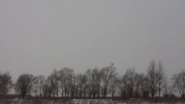 Восточно-европейская овчарка Сэм и Найза Азиатская овчарка. смотреть онлайн