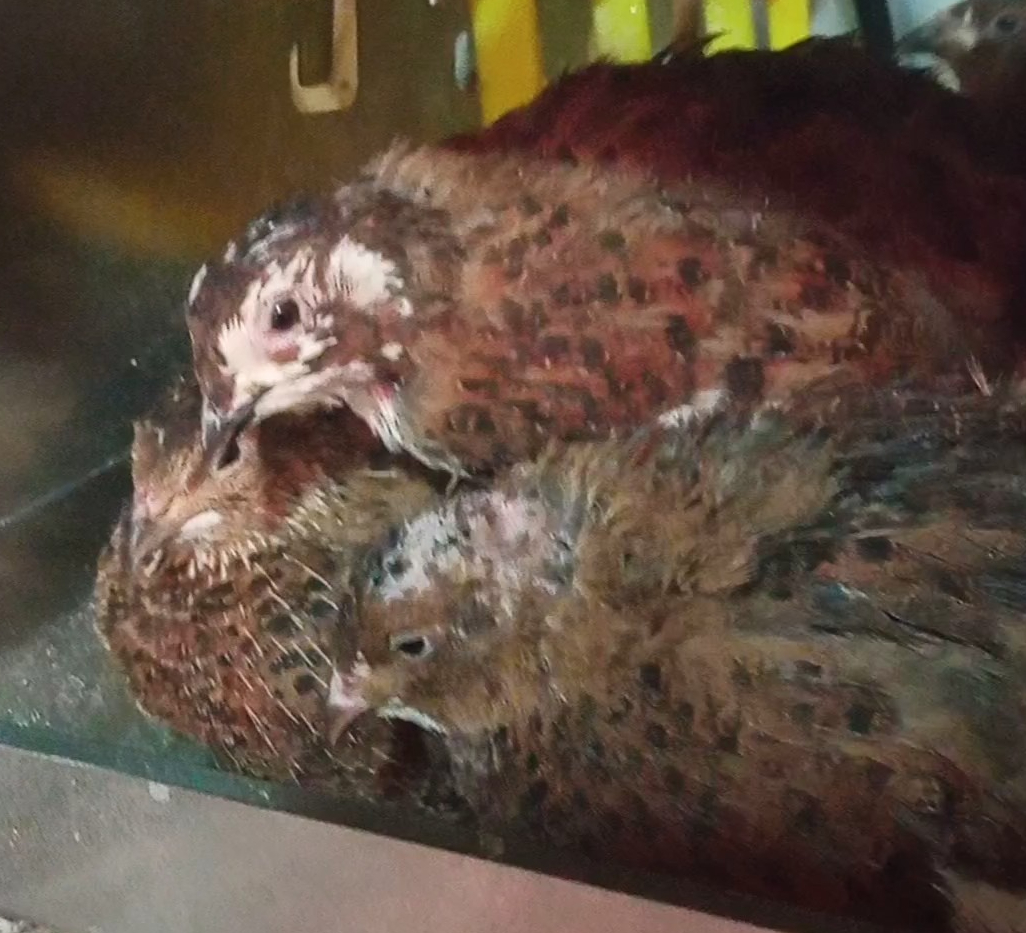 Перепёлки породы Селадон, быстро определяем пол. смотреть онлайн