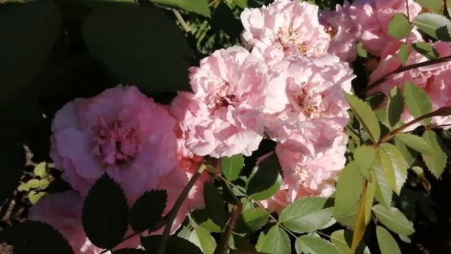 Роза Джон Девис / the rose John Davis смотреть онлайн