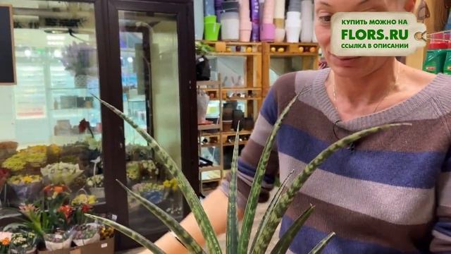 Сансевиерия Меган - обзор интересного сорта | Узколистная сансевиерия.