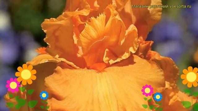 Ирис германский Оранжевый Урожай. Краткий обзор, описание iris germanica Orange Rebloom смотреть онлайн