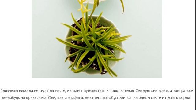 Комнатные растения и знаки зодиака. смотреть онлайн