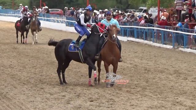 LA CAMELIA LA BULICA EL CHINO EL PANDO HIT 11 смотреть онлайн