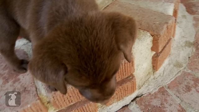 Chocolate Lab Puppy Can't Get Down The Stairs - Puppy Love смотреть онлайн