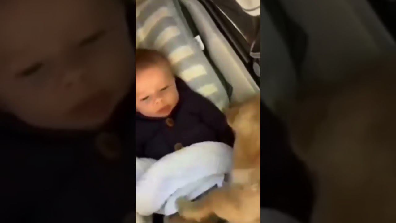 Преданая собака и счастливый ребёнок❤️ смотреть онлайн