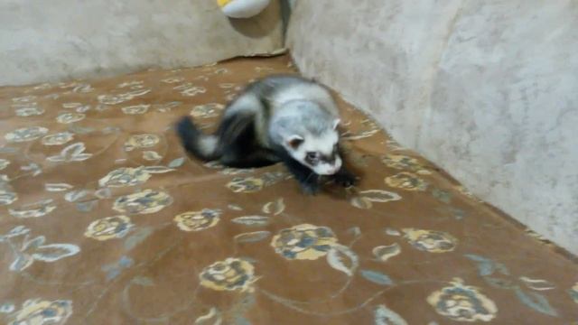 Домашний хорек сходит с ума - это норма смотреть онлайн