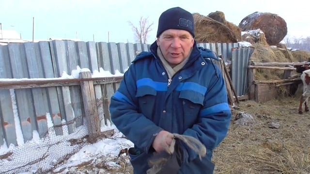 Мастит у дойных коров бывает... ответ хозяина ЛПХ Бажениты смотреть онлайн