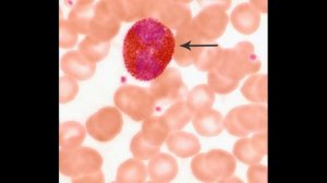 Мазок крови человека. Гистологический препарат