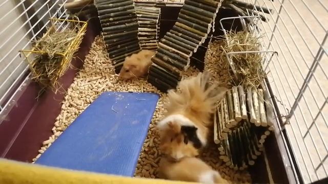 детки морские свинки - розетки 1 помёт смотреть онлайн