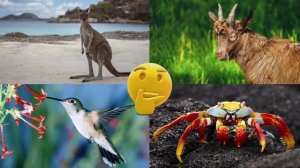 Развивающее видео для детей про животных | Угадай, где правильный ответ! | Выпуск 6