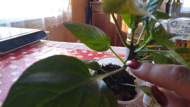 "Обрезанные перцы" продолжение!!! // Секреты хороших урожаев смотреть онлайн