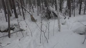 ДРЕССИРОВКА ЗВЕРОВОЙ ЛАЙКИ , натаскиваем на ЛОСЯ по кровяному СЛЕДУ