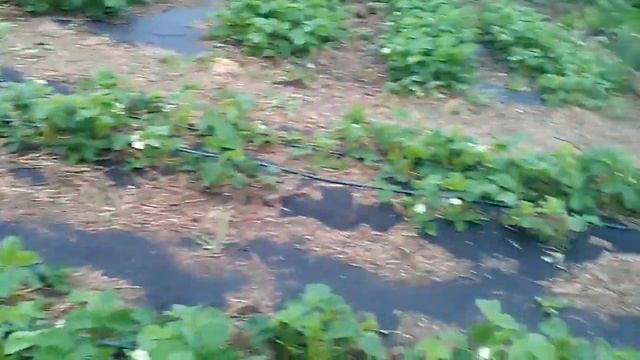 Цвет клубники / Цветоносы у клубники смотреть онлайн