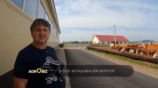 Австрийские симменталы в Казахстане: реальные привесы, надои и рацион | ТОО Заградовское смотреть онлайн