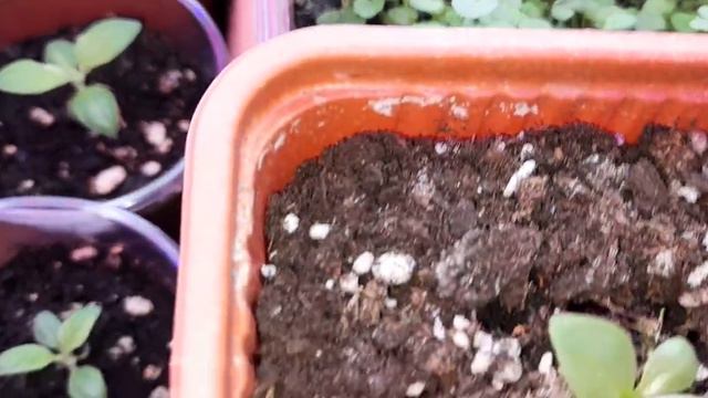 Обзор рассады на 13 февраля. смотреть онлайн