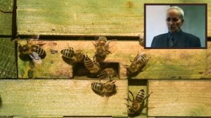 Подготовка пчёл к зиме. На каких рамках собирать гнездо пчёл в зиму. Кашковский В. Г.