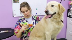 Фурминатор - За и против. Правила использования при линьке собак и кошек