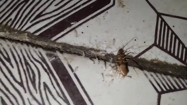 Рождение тараканов. смотреть онлайн