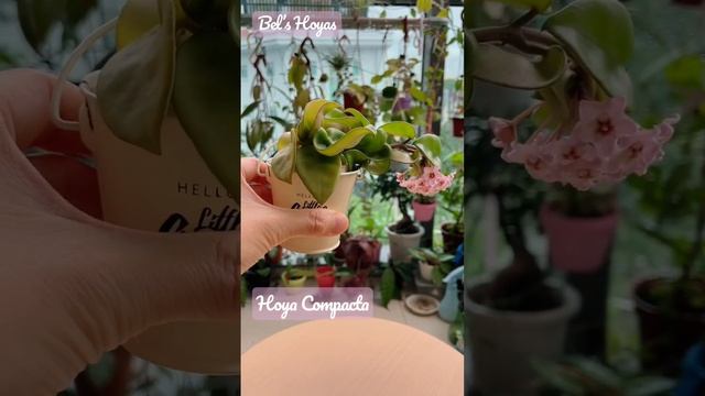 Tiniest Hoya with sweetest flower! Hoya Compacta смотреть онлайн