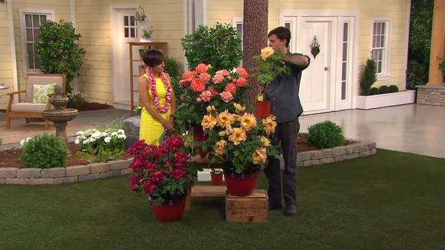 Roberta's 1-Piece Intersectional Itoh Hybrid Scarlet Peony with Dan Hughes смотреть онлайн